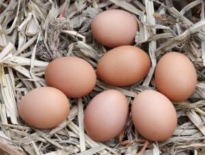 Ще поскъпнат ли яйцата заради новите евростандарти?