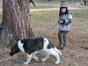До 200 лв. глоба за куче без чип в София от днес