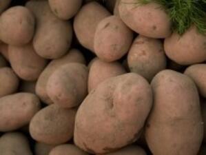 Засилени мерки заради заболяване по картофите в Гърция