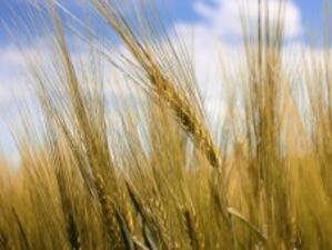България може да изнася жито за Йордания