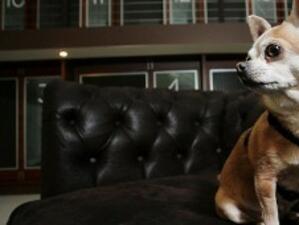 Частен "хотел" за кучета създаде силистренец
