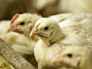 ЕС разследва нарушения на правилата за отглеждане на кокошки
