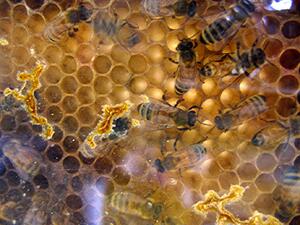 Разпределиха бюджета по мерки от пчеларската програма за ден 