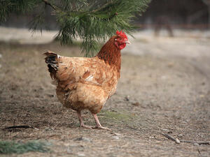Изпълняваме изискванията за отглеждане на кокошки до края на май
