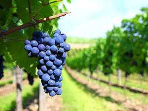 Виното ще се прави само от грозде

