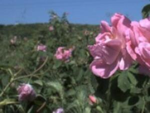 Засадиха български рози в мозайчната градина в Лил
