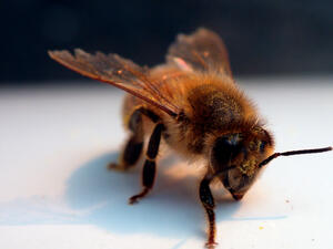 Отпуснаха над 4.5 млн. лв. по пчеларската програма 
