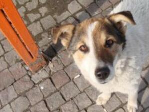 Зараза по уличните кучета плъзнала в Ловеч