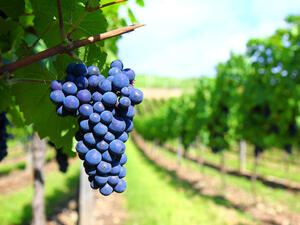 Три винарски фирми получиха над 600 хил. лв. от ДФ "Земеделие"