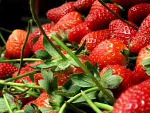 Отглеждането на ягоди и малини - все по-неизгодно