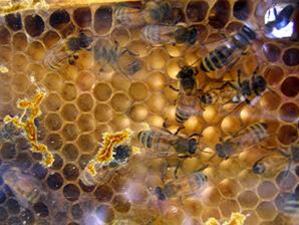 1 млн. лв получават пчелари за застраховане на пчелни кошери