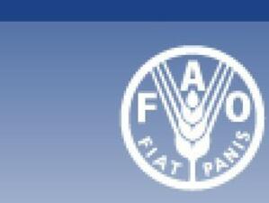 ФАО избира нов генерален директор