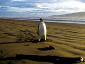 Пингвин се загуби на 3000 км от дома си и оцеля след операция