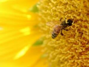Договорени са одобрените заявления по мярка от пчеларската програма