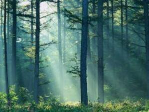 Влошава се състоянието на горите в Европа