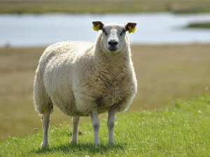Китайски учени клонираха овца с ген от червей