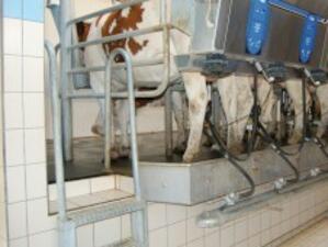 Не очакват фалити на млечни ферми тази година