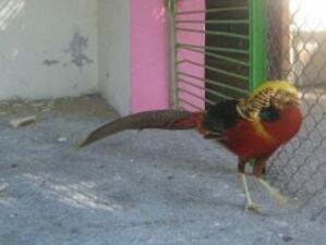 Откраднаха редки птици от благоевградския зоопарк