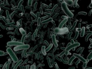 Бактерии ще се използват за изграждане на твърди дискове