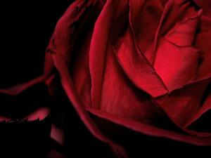 Започва фестивалът на розата в Казанлък