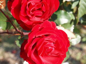 Празник на розата се провежда днес в Карлово