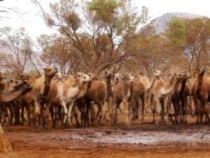 Австралия унищожава 1.2 милиона камили, за да намали парниковите газове