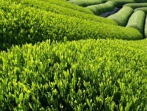 Японски зелен чай е заразен с радиоактивни вещества