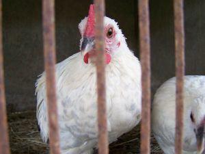 В България вече се отглеждат само щастливи кокошки