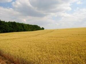Реколтата от пшеница ще бъде около 3,8 млн. дка