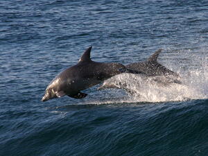 Рибарите искат да отпадне забраната за улов на делфини у нас