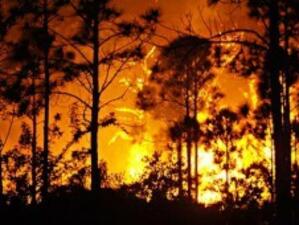 Горски пожари подпалиха Флорида