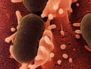 Германия: Все още не може да установи причината за разпространението на бактерията Ешерихия коли