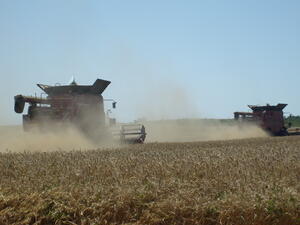 Лошата реколта на пшеница по света доведе до рекордни цени у нас