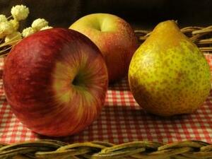 Започна брането на ранен сорт български ябълки