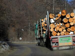 До края на годината електронната търговия с дървесина ще покрие цялата страна