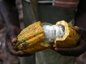 Пострадали от климатичните промени, фермерите в Централна Америка заменят кафето с какао