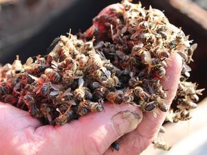 Започва подписването на договори за пчелни кошери 