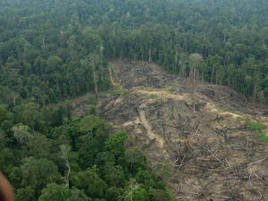 Природозащитниците са доволни от приетия Закон за горите