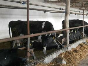Млекопроизводители от 10 страни протестират в Брюксел