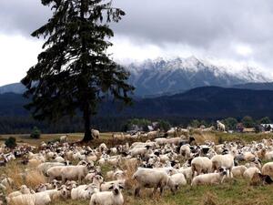 Стотици животновъдни ферми в Италия се нуждаят от спешна помощ след земетресението