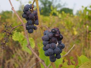 Удължава се срокът за авансови плащания по Лозаро-винарската програма