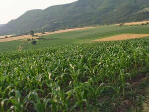 Европейската комисия понижи прогнозата си за реколтата от царевица 