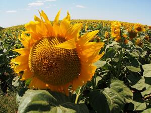 България е лидер по реколта от слънчоглед в Евросъюза