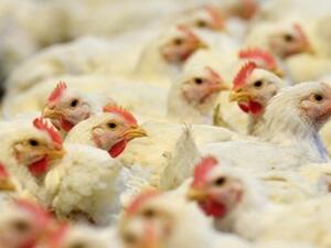 Огнище на птичи грип с 43 хил. заразени кокошки е открито в пловдивско село